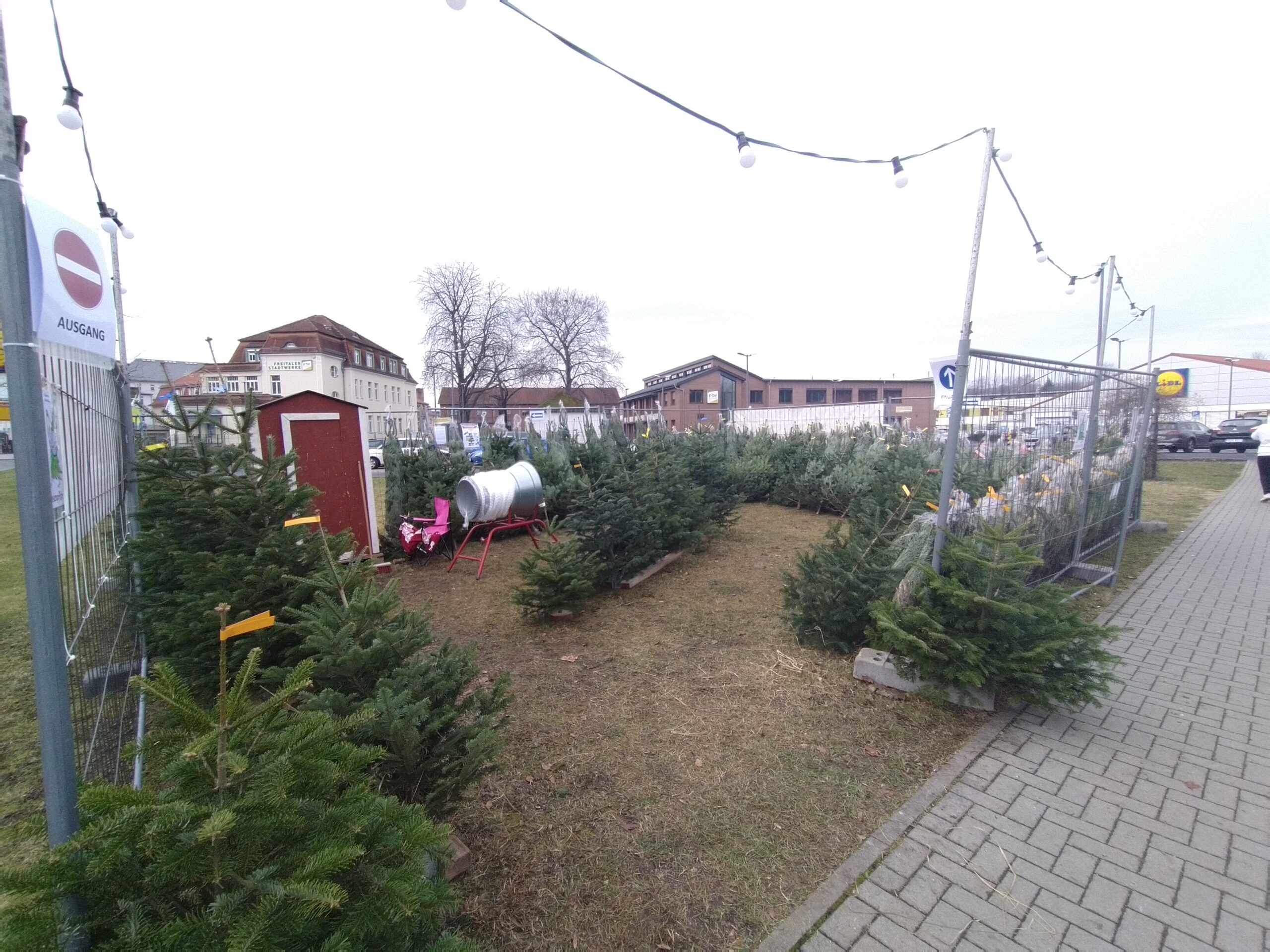 Weihnachtsbaumverkauf in der Heimat
